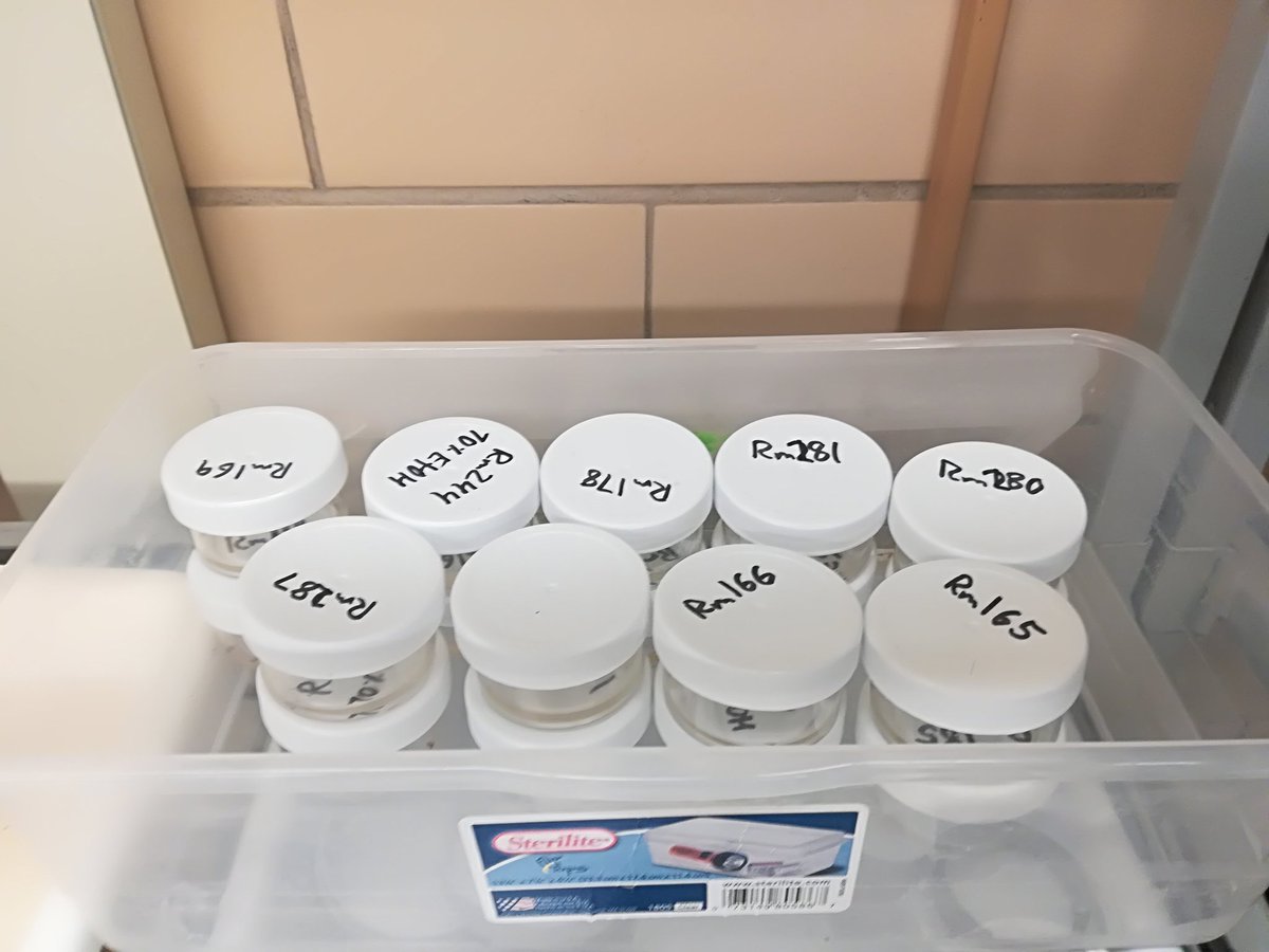 gunnarkvifte's tweet photo. Back at @PurdueEEB @brian_leavell and I sort the pupae from the larvae in the new #frogbitingmidges colony at the @XEBernal lab. 18 pupae tonight, which are a lot more than we collected... Looking forward to seeing our babies grow up within the next few days! https://t.co/PHmNRWbdk7