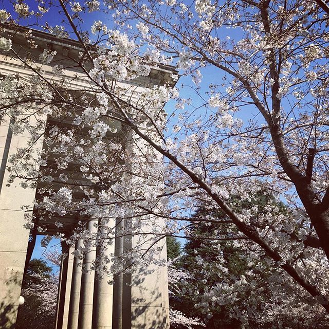 Kotocat_uk's tweet photo. Spring has come! #Spring #SpringInJapan #Tokyo #Sakura #CheeryBlossom #SakuraInFullBloom #春が来た #桜 #桜シーズン #桜満開 https://t.co/blMmf04iSb https://t.co/j9n0ktwEWh