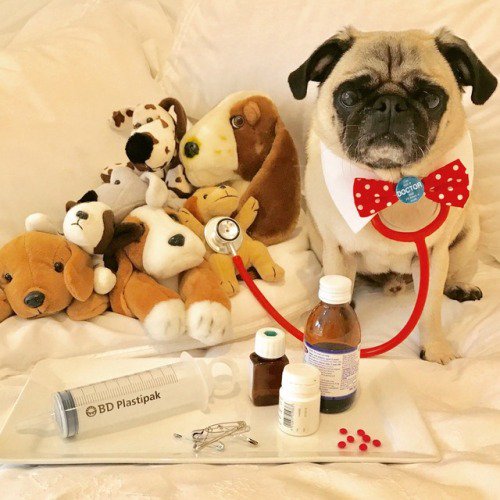 jasonackerman's tweet photo. @jkimelman @Xero @REVEILLECOFFEE @NoshThis @SFtwetea Pug Therapy https://t.co/ag9xduL4aT