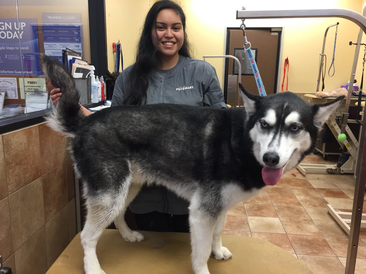 Kovy looking thrilled as always with his bath from Janelle Velasquez #northeastgrooming #furminatorwithbath #wnj #2143 <a href="/Monicalovespets/">PetSmartNortheast</a>