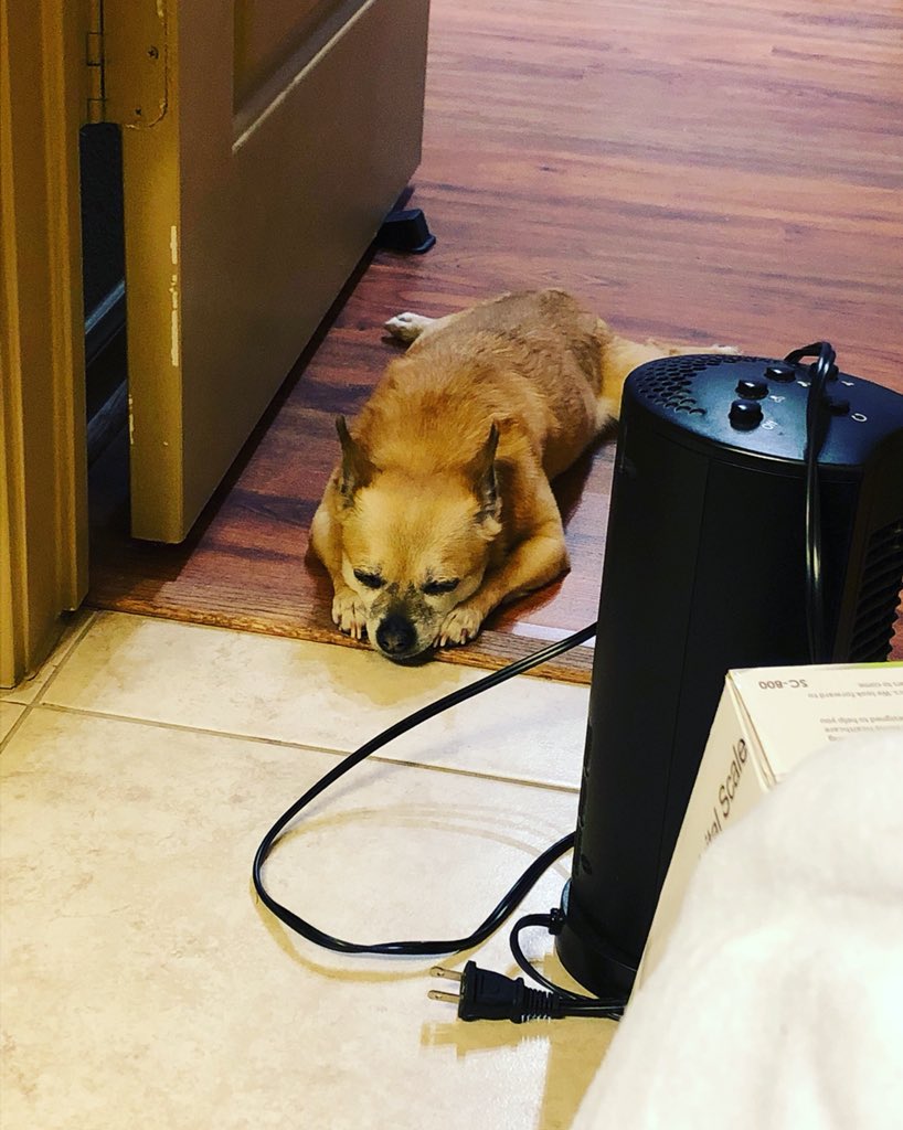 NatashaGeigel's tweet image. “Yea mom, I’ll help you unpack when we get to the new place.” 🤨 #movingday #movingproblems #movingforward #chihuahuasofinstagram #dogmom #divadog