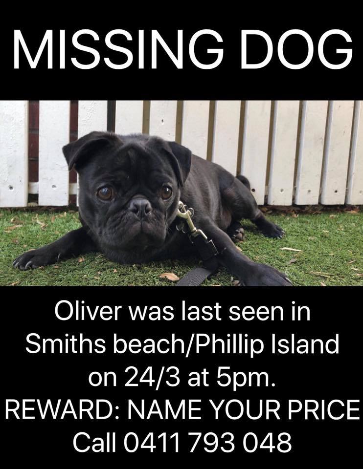 ***MISSING PUG***
Please help a mate of mine find his best mate. Last seen, Smiths Beach, Phillip Island.
PLEASE RT &amp; SHARE FB POST
facebook.com/henry.hollings…