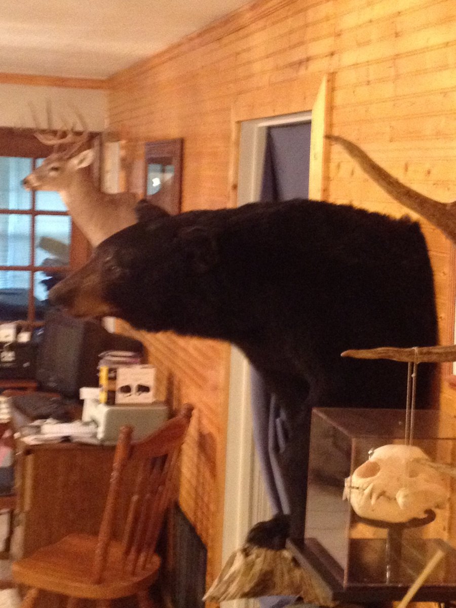 Caino12's tweet photo. @DaleJr I had never bear hunted either until bowhunting deer one evening and one came in within bow range, he looks good on the wall... https://t.co/xYv9xcoOnf