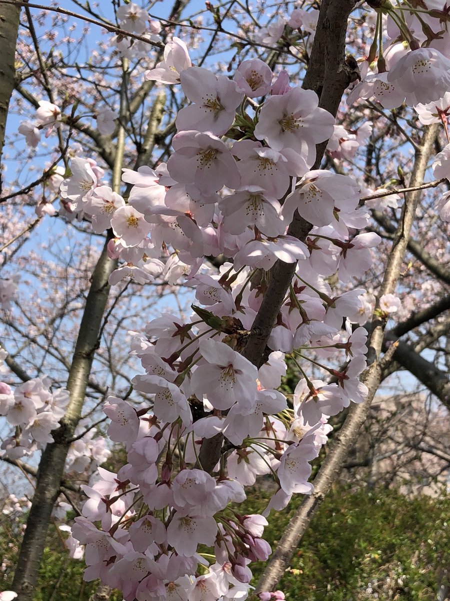 花樹海 花樹海では桜が開花し始めてます 桜の満開の日にお食事は最高です 花樹海 花樹海では桜が開花し始めてます 桜の満開の日にお食事は最高です