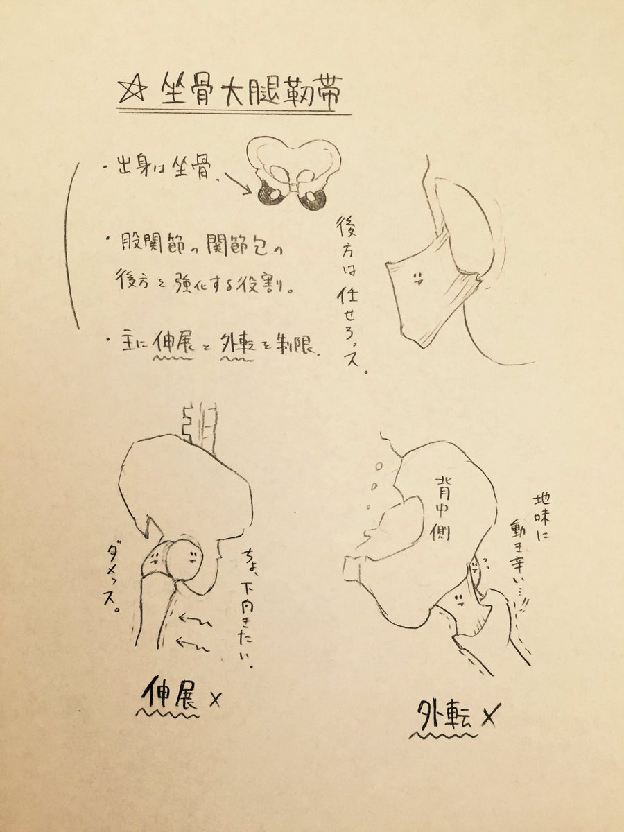 股関節の構造② 
腸骨・恥骨・坐骨大腿靭帯について 