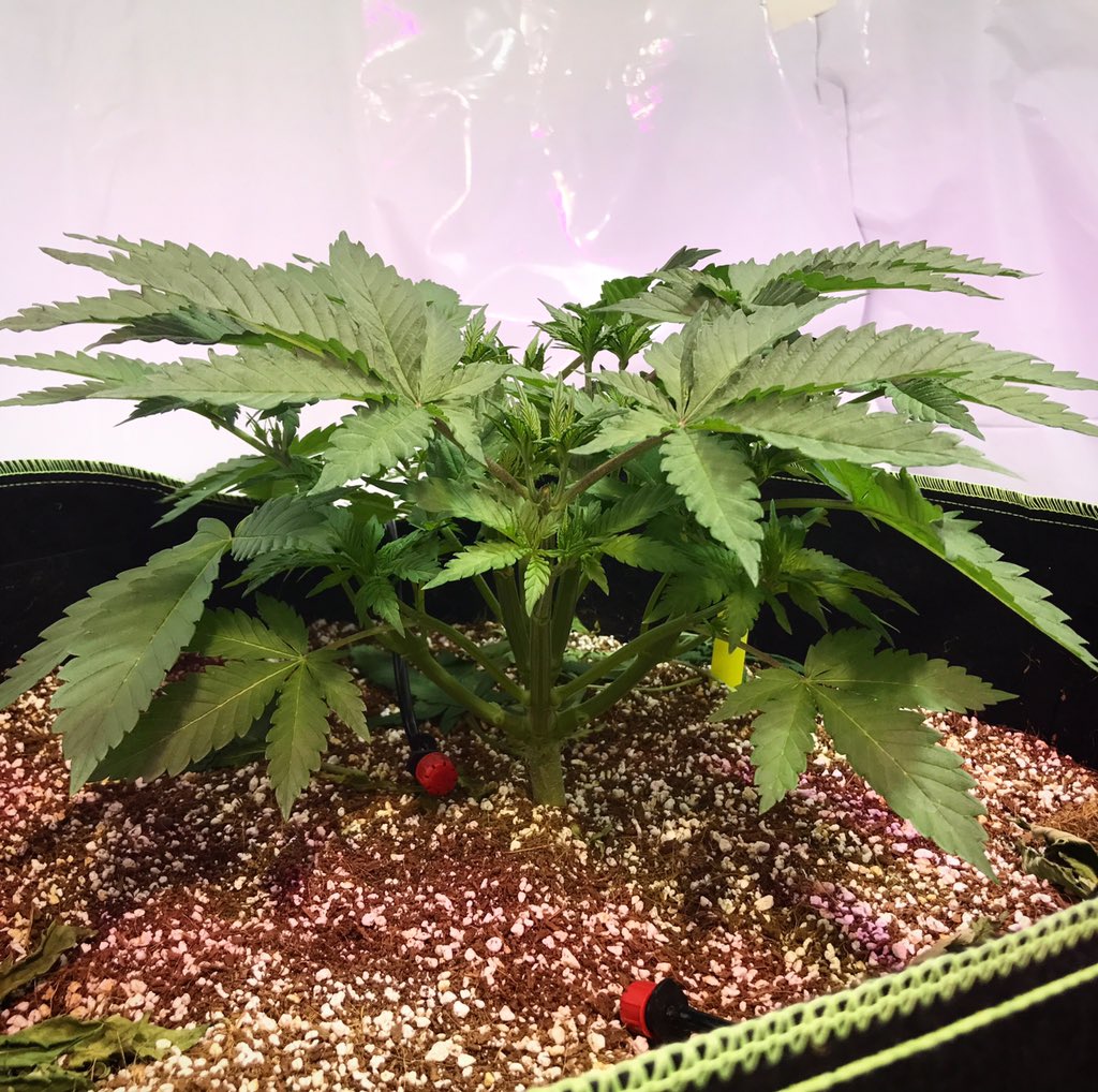 MannyRassGanja's tweet photo. Same plant from top. #weedismedicine #CannabisCommunity #cannabidiol #NationalAgDay #420jobs #2018cannabisstrong #420Moments #bcbud #blazing #blaze #420Moments #ganjagirls #ganja #indica #sativa #dopers #Growers #cannabidiol #BloomTHC #CannabisCommunity #grow #Hemp #cannabiz https://t.co/4ImhGJf0rh