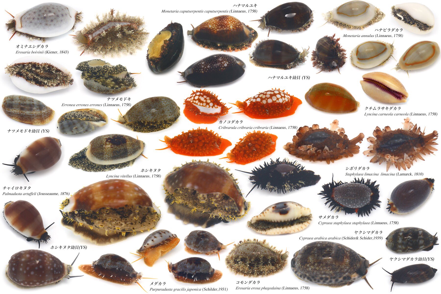 ゆうじ 昨年 高知県内の各地の磯で観察したタカラガイの仲間をまとめておきます こういう図鑑的な画像が大好き 今年はこれにもう1ページ加えられたらいいなヾ ๑ ﾉ T Co Ulq0jza81f Twitter