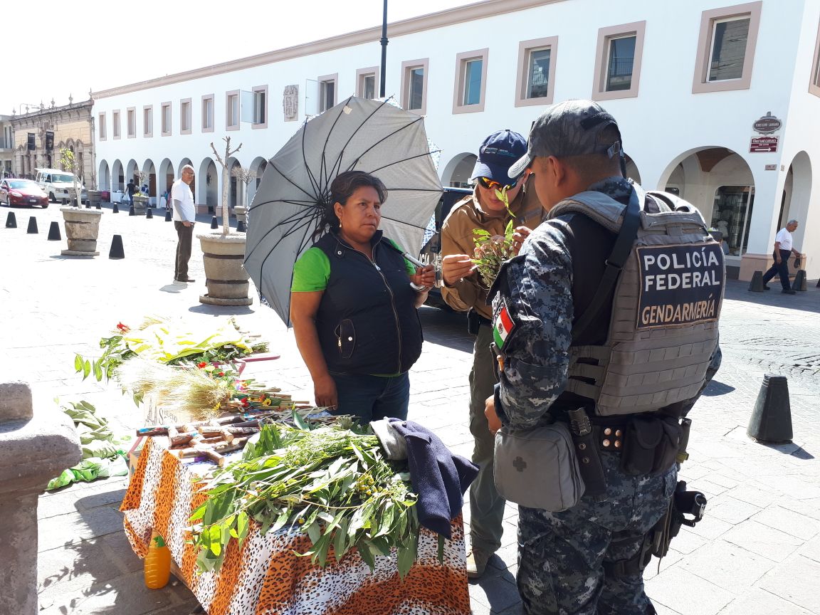 GobAgs's tweet photo. La PROPESPA, en coordinación con la Gendarmería Nacional Destacamento de Misión Ambiental, informa que durante el Operativo Laurel Silvestre efectuado el 25 de marzo, se logró el aseguramiento de 12 kg de Laurel Silvestre, mismos que fueron puestos a disposición de la PROFEPA. https://t.co/oaiSNHfagn