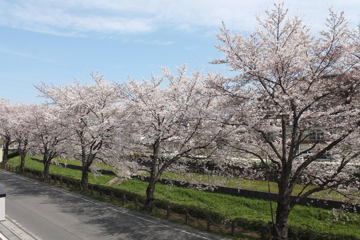 CoerverAP's tweet image. Spring is here at the Coerver Academy of Coaching JAPAN 🌸🌸🌸#Coerver