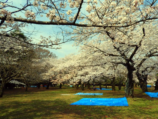 お花見情報 代々木公園 おススメのお花見スポットや園内設備をご紹介 オマツリジャパン あなたと祭りをつなげるメディア