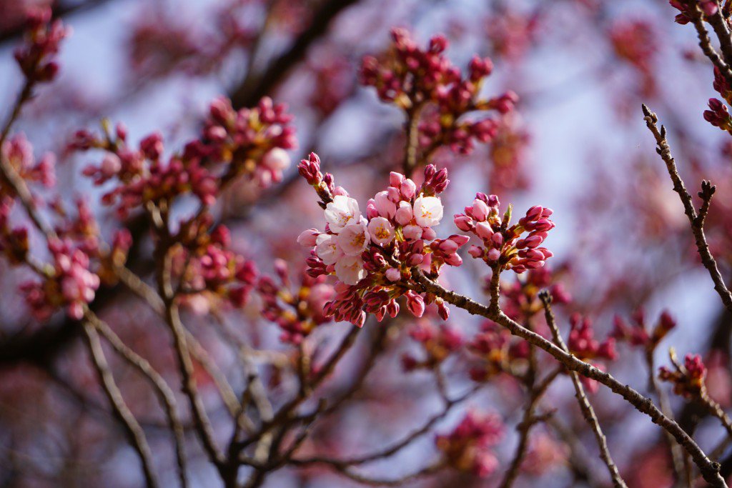 Hokutokanko's tweet photo. 【桜開花状況】実相寺 山高神代桜が開花しました!
3月27日(火)　ついに実相寺 山高神代桜の開花宣言が発表されました❀
この後も引き続き暖かい日が続く予報なので、今後の成長が楽しみですね!
来週半ばには見頃になるでしょう♪
https://t.co/MpXn6ONLg9 https://t.co/YytgSNNXpb