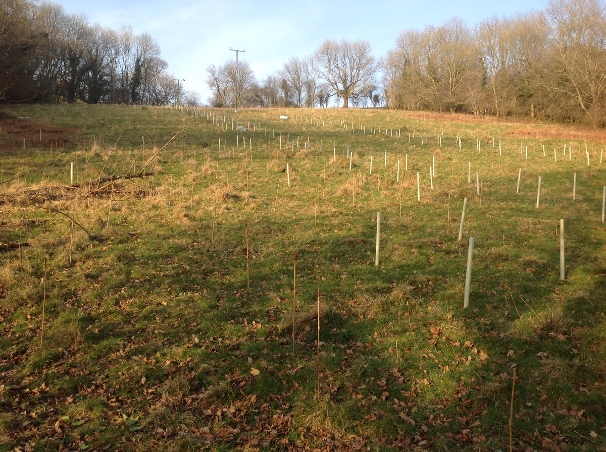 RussellHorsey's tweet photo. Today @GoetreVilla we have 100 school &amp; preschool children joining us to #Plant! Trees, obviously there will be time for Tree #Popquiz on why trees are helpful, especially in the Urban Environment @MartynEvansNRW @NatResWales @CityofTreesMcr @TreesforCities @WelshGovernment https://t.co/09NzHQ8ncd
