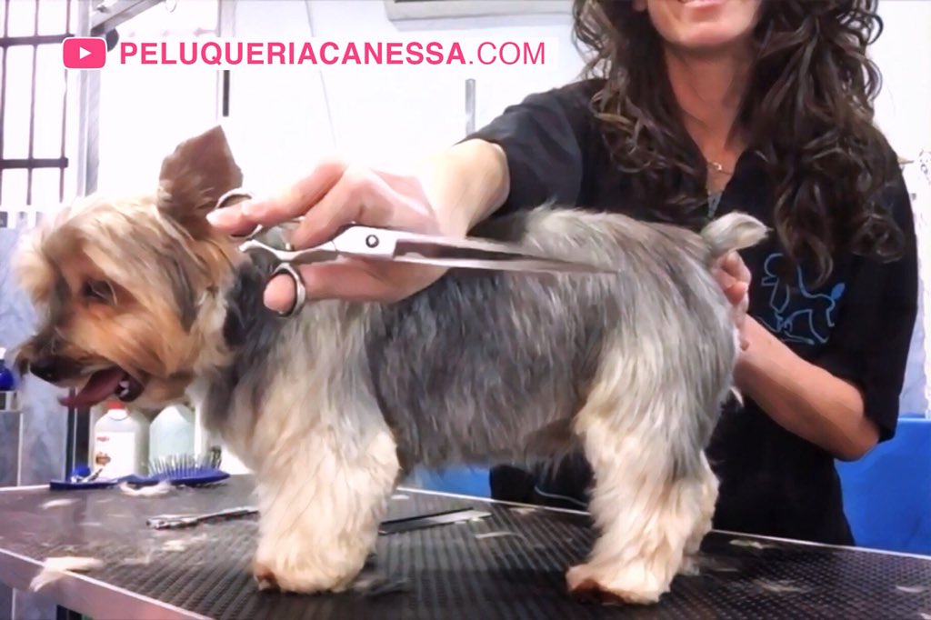 jalofernandez's tweet image. Un poco de “la promosió” así de martes. Estrenamos canal de YouTube y vídeo promocional de la única y genuina Peluquería canina Canessa (peluqueriacanessa.com)
Este trailer incluye perretes, tijeras, música rock y efectos visuales de andar por casa.
👇🏼
youtu.be/CNC2KU2Q2BM