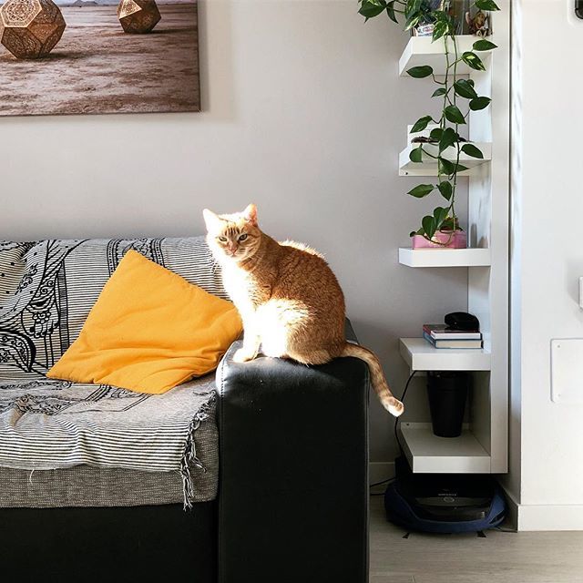 ilgattolardo's tweet photo. Getting a tan 🌞🌞🌞 #morning #sun #sunny #sunnyday #cat #cats #catsofinstagram #meow #gatti_italiani_ #catlover #catoftheday #catsagram #picoftheday #photooftheday #vsco #vscocam https://t.co/hah4dkpRZ3