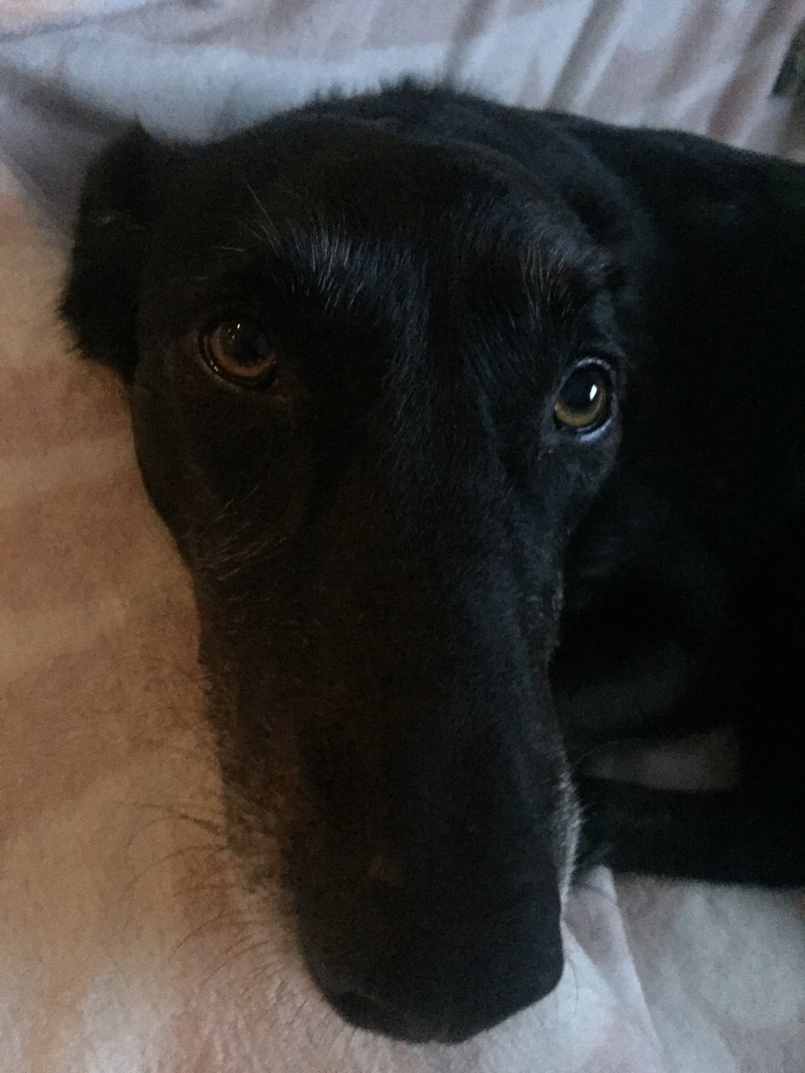 scottb018's tweet photo. @jessicamauboy #WEGOTLOVE - our furbabies ❤️❤️❤️ https://t.co/GPwUDZWmFP