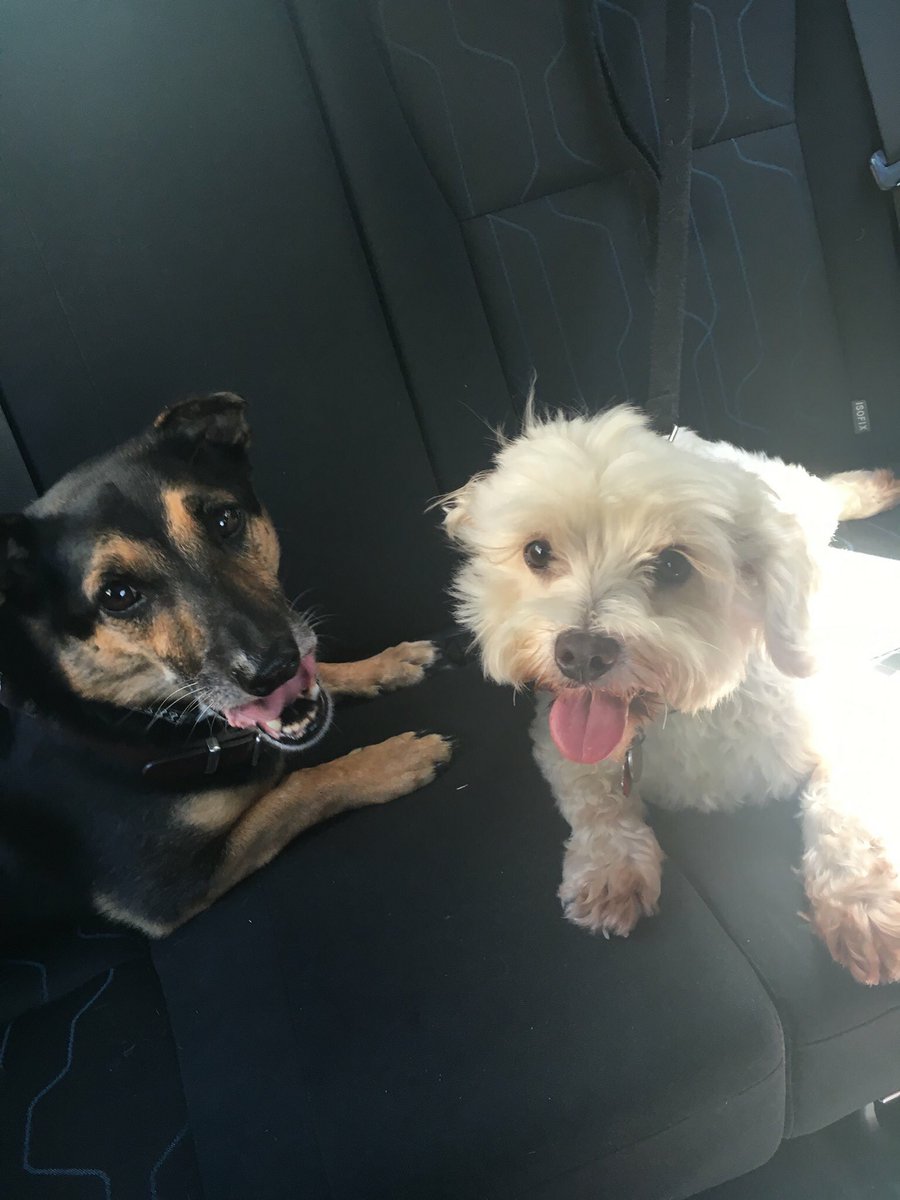scottb018's tweet photo. @jessicamauboy #WEGOTLOVE - our furbabies ❤️❤️❤️ https://t.co/GPwUDZWmFP