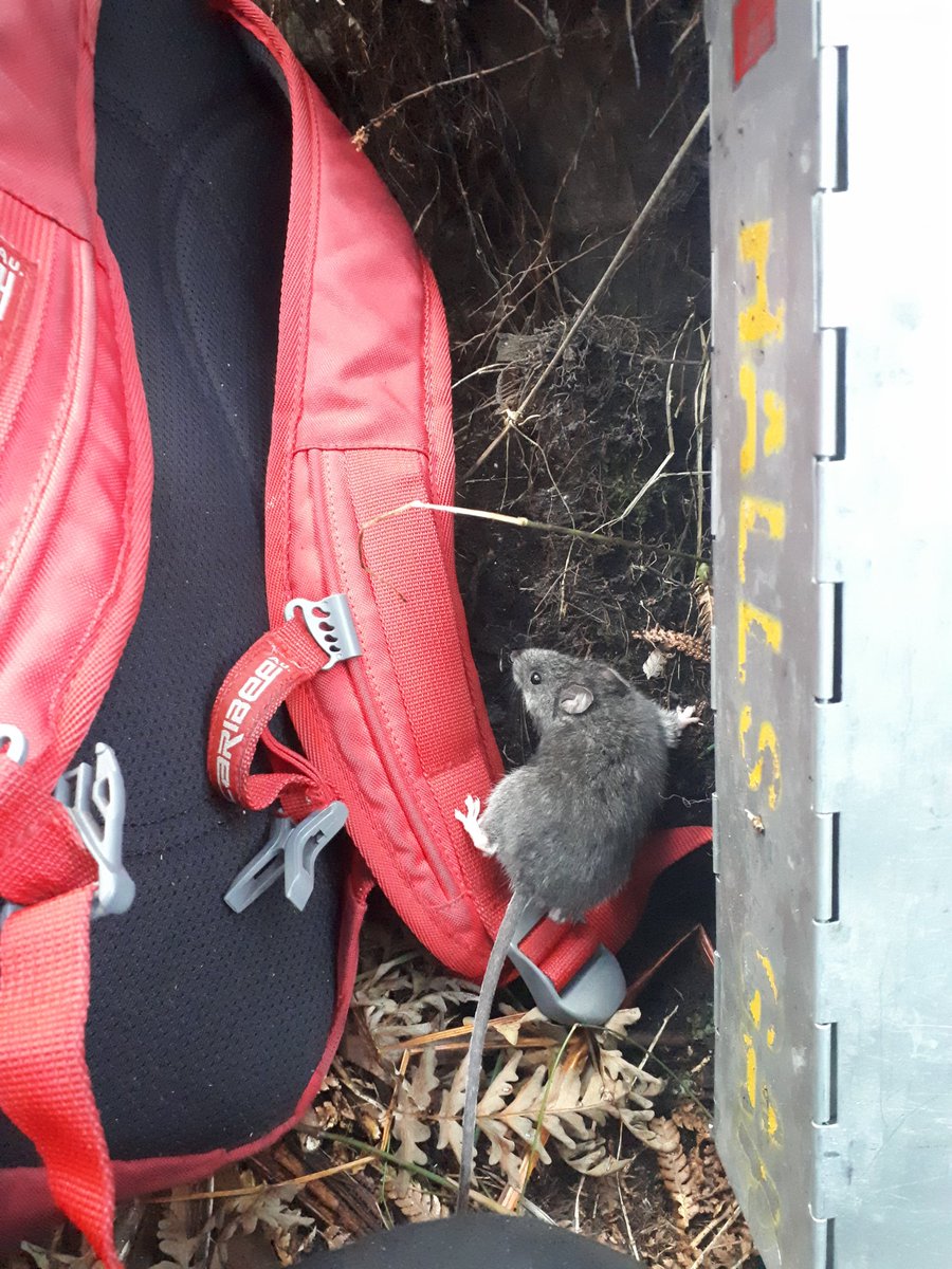 Best year for smoky mouse recruitment at my Grampians sites since before the 2013 fire! This tiny friend was one among many new faces keen to get involved in my research this month
