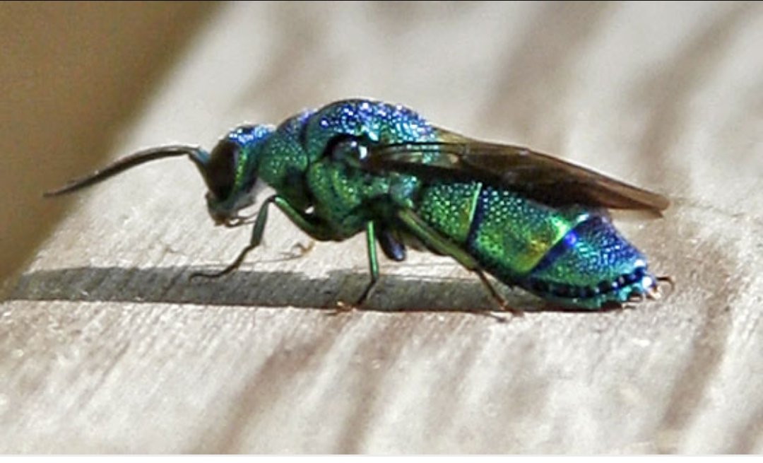 هذه الحشره الجميله والموجوده لدينا  تسمى (cuckoo wasp )او الوقواق 
وتعتبر العدو الطبيعي والفتك بذئب النحل (عدو النحل الشرس)
ولكن تناقص عددها بشده نظرا لانها تصنع اعشاشها في الاخشاب واللتي عادة تكون في المزارع فتناقصت اعداده بسبب المبيدات 
مما سمح بانتشار ذئب النحل بشكل وبائي