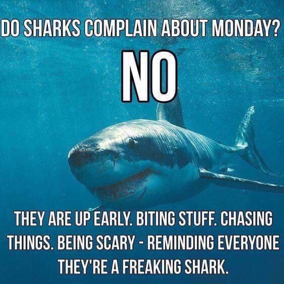laruss78's tweet image. #Monday #SharkWeek #everyweekissharkweek