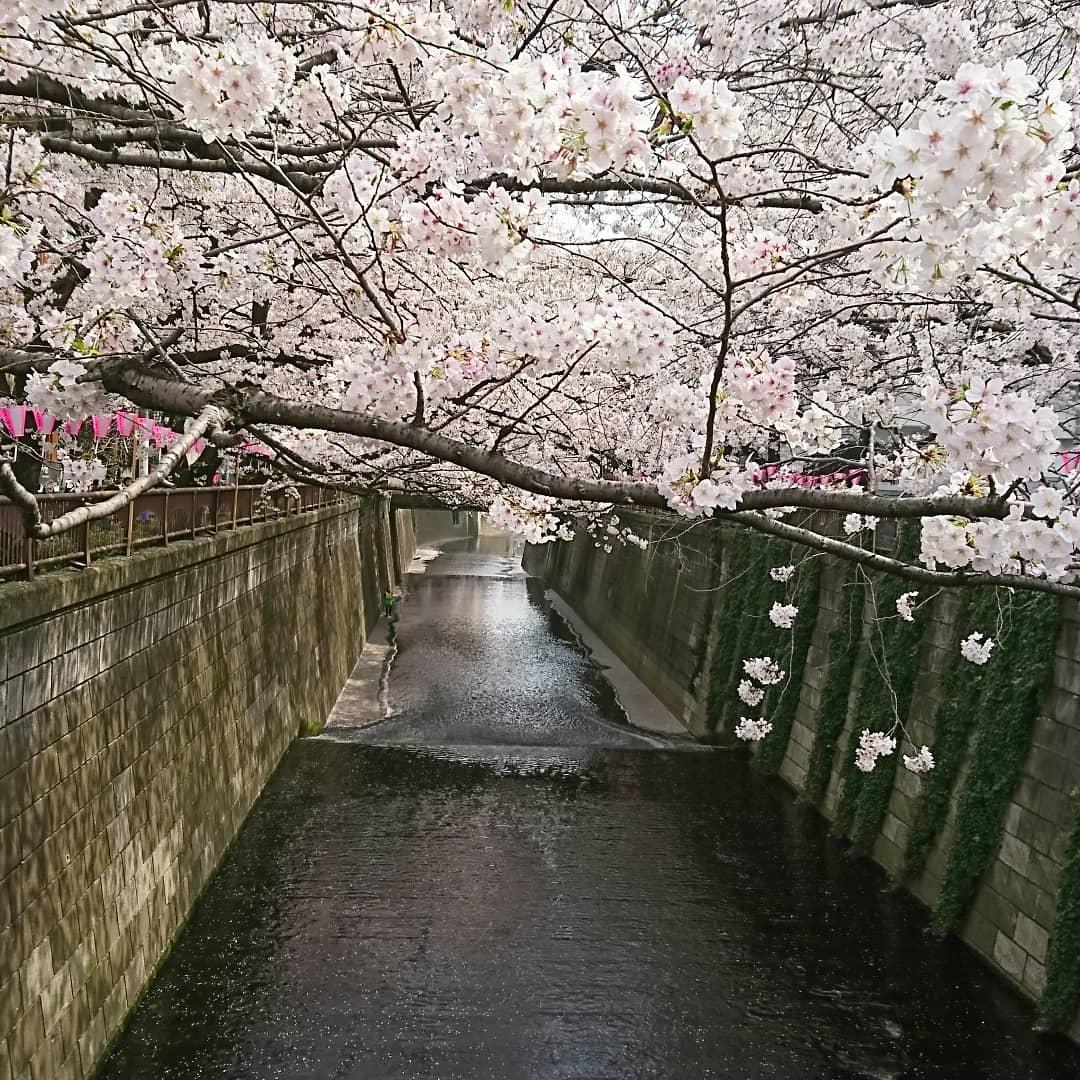 bonfido's tweet photo. 中目黒　目黒川の桜最高です！ https://t.co/7wvgachq6e