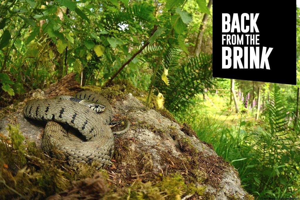 NatureBftB's tweet image. #taxatuesday! Back from the Brink is benefiting species across taxa - animals, plants &amp;amp; fungi. Today we'll be looking at the #snakes #naturebftb aims to help over the next three years. "There are three native snake species in the UK..." @ARC_Bytes : ow.ly/okC130j9PLO