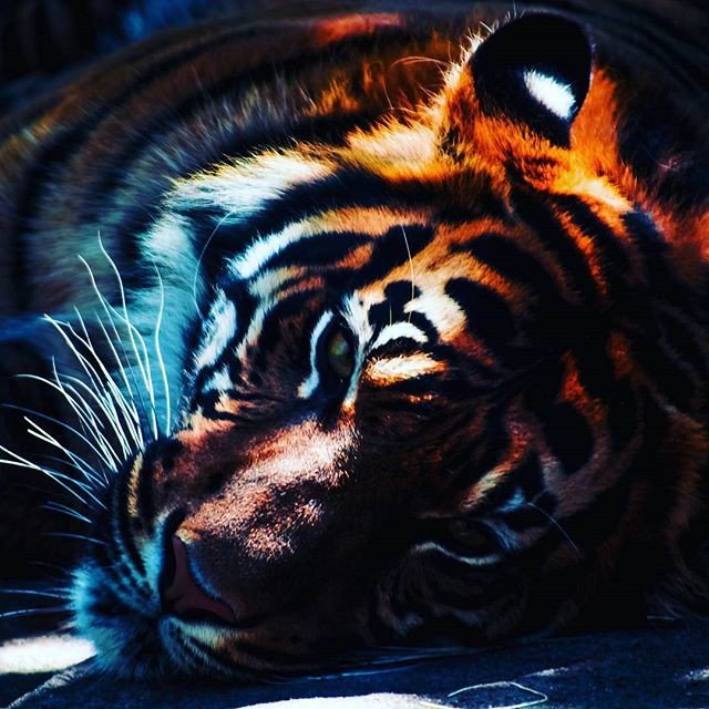Lyra Moon (@natasha_arretta) on Twitter photo Reposting <a href="/sdlogodesign/">IG: @SDLogoDesign</a>:
#SD #LA #SOCAL #Tiger #graphic #catsagram #catstagram #instagood #kitten #design #logo#pet #pets Reposting <a href="/sdlogodesign/">IG: @SDLogoDesign</a>:
#SD #LA #SOCAL #Tiger #graphic #catsagram #catstagram #instagood #kitten #design #logo#pet #pets
