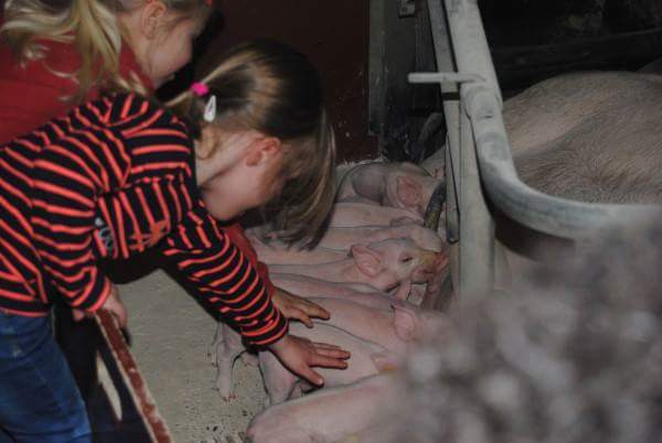vergotebart's tweet photo. Kinderen ontdekken de boerderij. #vorming #school #fonkel 👍👏💪 https://t.co/txmNyPsWLQ