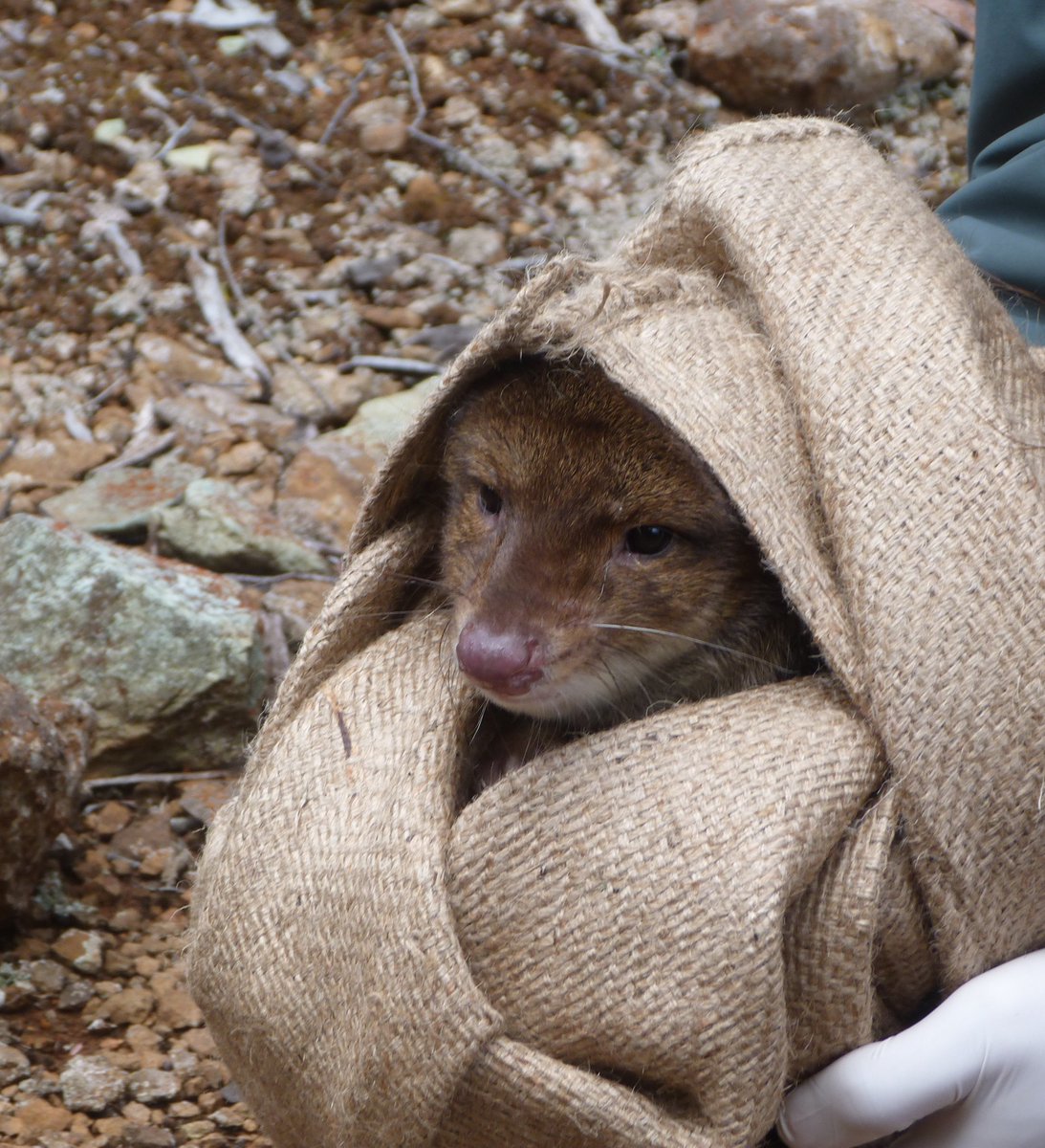"These aren't the quolls you're looking for..."