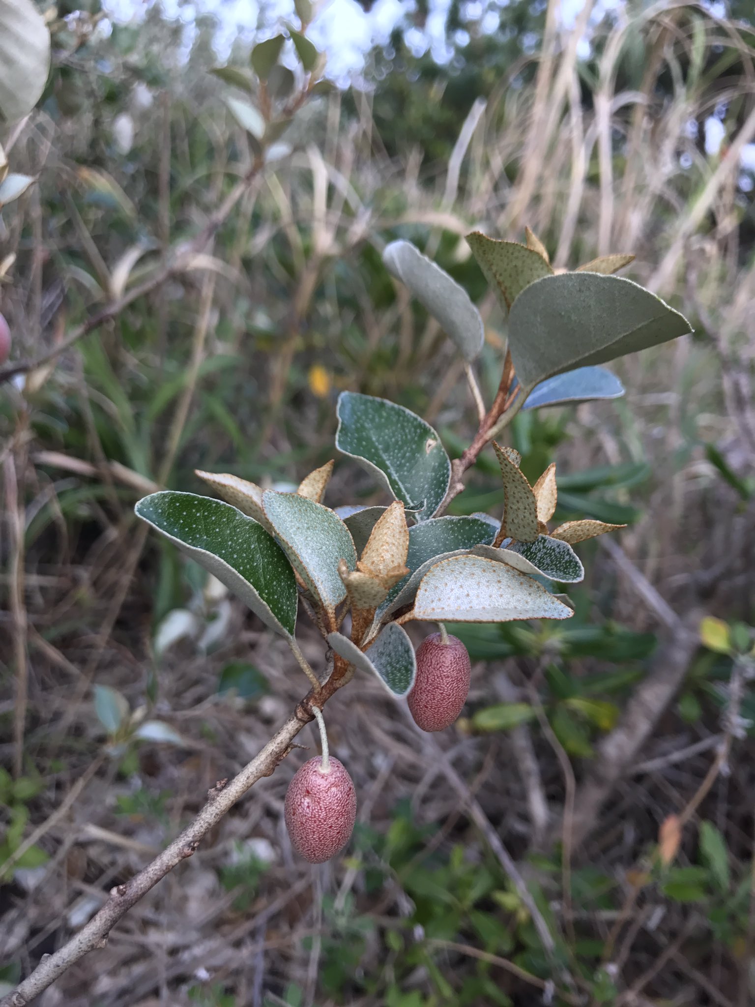 八丈島の園芸 八丈島の海辺を歩くと グミの木をよく見かけます グミの木にも種類がありますが 赤く色付き始めた実を食べてみたら一瞬甘酸っぱくて その後しぶーい後味が残りました もう少し熟すのを待ちましょうs T Co Zhmr5h8mar Twitter