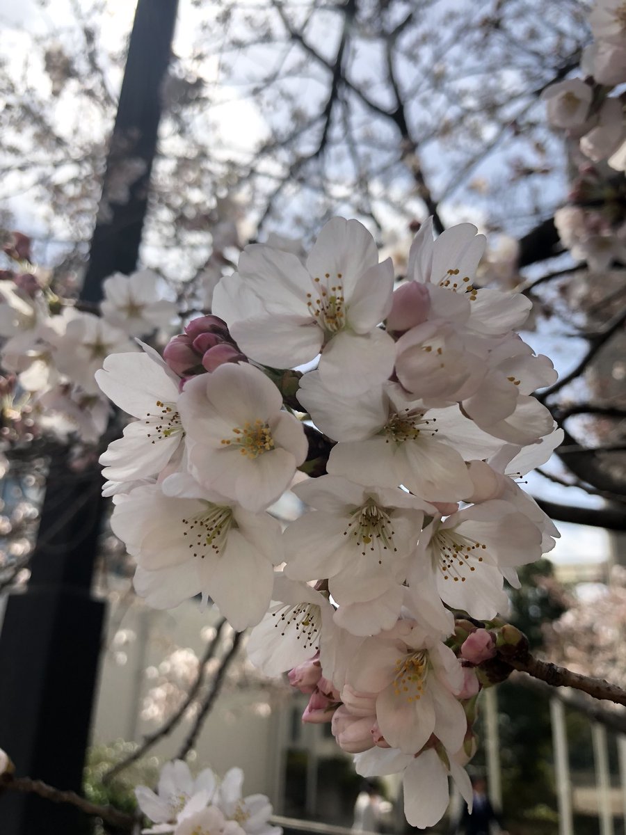 KunitachiGirl's tweet image. I’ve lived here more than 20 years and yet, EVERY. SINGLE. SPRING I am dumbstruck by the magical beauty of the cherry blossom season, as if experiencing it for the first time 💗 #Ohanami #SpringinTokyo