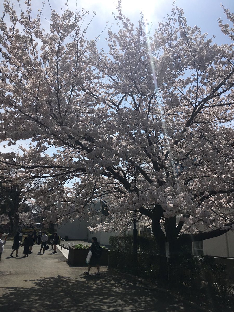 KunitachiGirl's tweet image. I’ve lived here more than 20 years and yet, EVERY. SINGLE. SPRING I am dumbstruck by the magical beauty of the cherry blossom season, as if experiencing it for the first time 💗 #Ohanami #SpringinTokyo