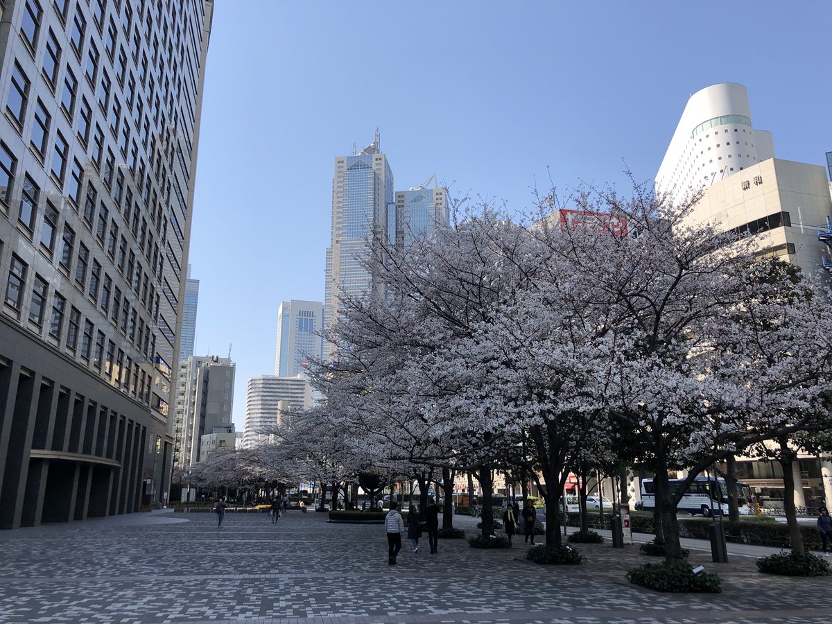 KunitachiGirl's tweet image. I’ve lived here more than 20 years and yet, EVERY. SINGLE. SPRING I am dumbstruck by the magical beauty of the cherry blossom season, as if experiencing it for the first time 💗 #Ohanami #SpringinTokyo
