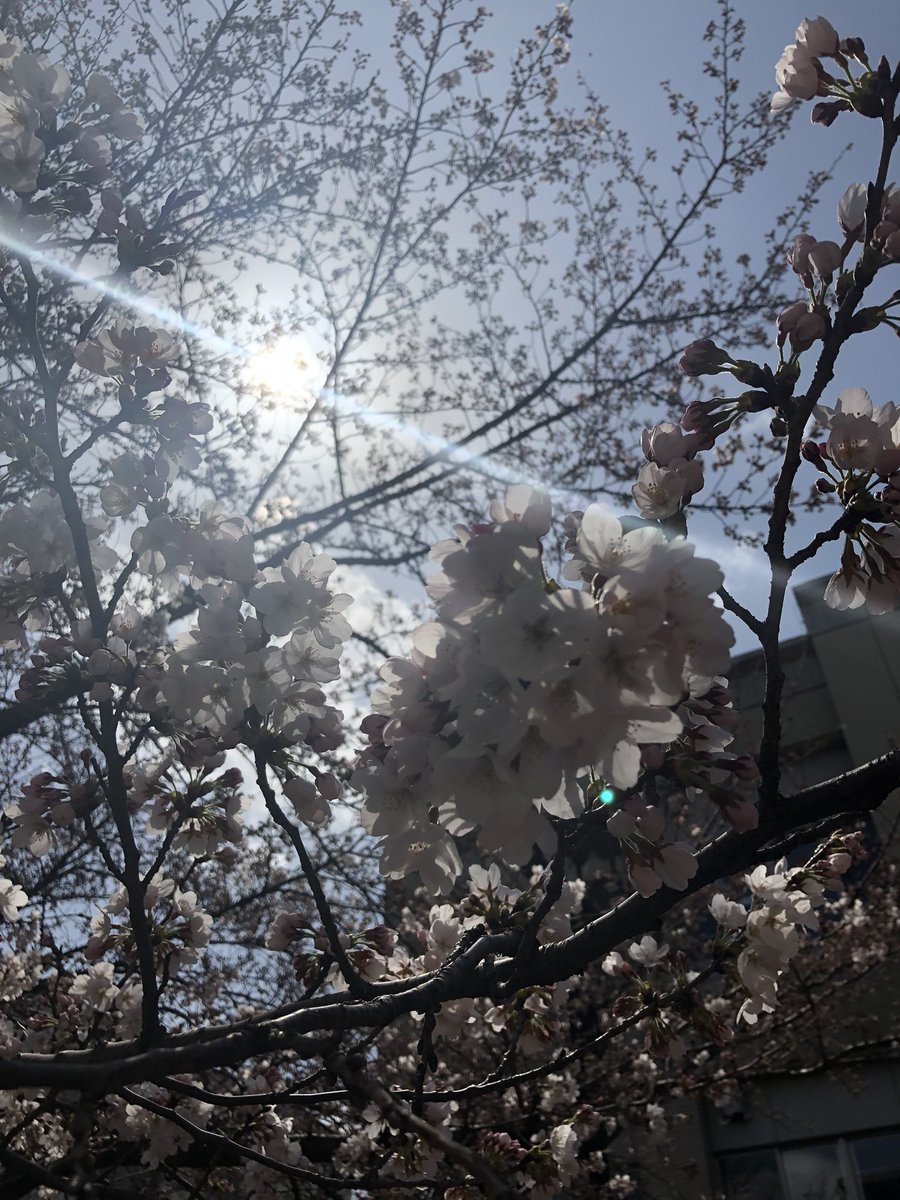 KunitachiGirl's tweet image. I’ve lived here more than 20 years and yet, EVERY. SINGLE. SPRING I am dumbstruck by the magical beauty of the cherry blossom season, as if experiencing it for the first time 💗 #Ohanami #SpringinTokyo