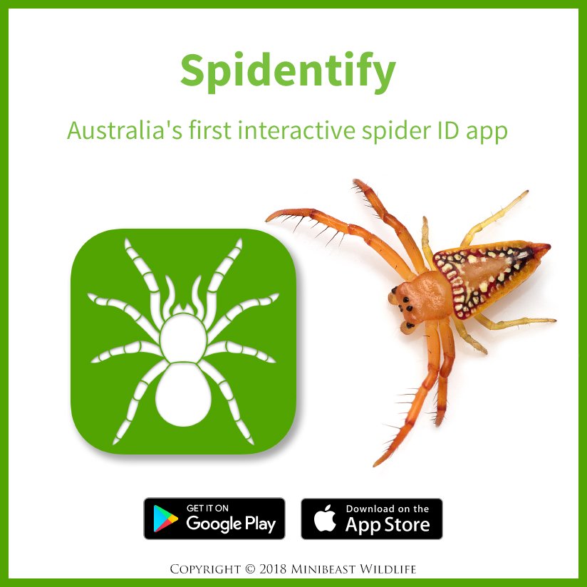 Spider Identification Chart Australia