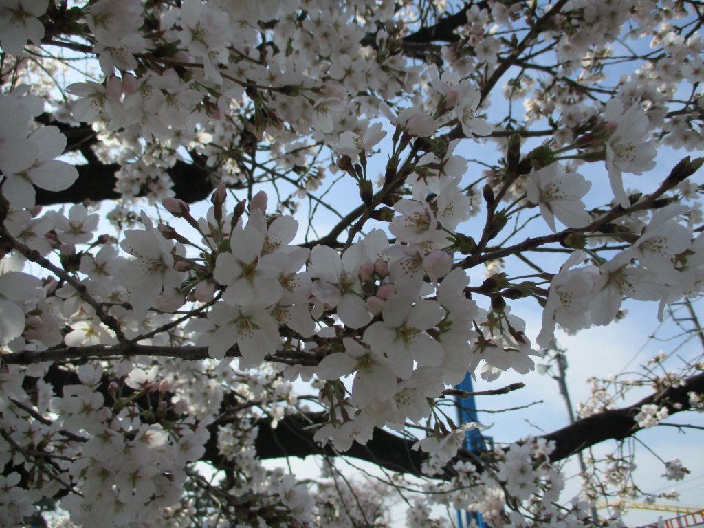 伊勢崎市観光物産協会 Twitterissa 華蔵寺公園遊園地夜間営業情報 華蔵寺公園 遊園地では３月２８日 水 ４月８日 日 の間 午後９時まで夜間営業を実施いたします 観覧車から見る夜桜がおすすめです 伊勢崎市観光物産協会 華蔵寺公園 桜 遊園地 夜間