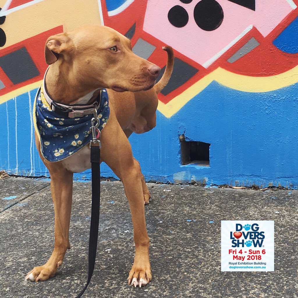 SavourLife's tweet photo. Missy’s excited to be back at @Dog_Lovers_Show 
#Melbourne. She’ll be on stage with our founder @MichaelMcTeigue 1pm everyday, raising awareness for our favourite breed, #rescued, along with rescue mates @OscarsLaw  
@operation_sumo &amp; abuse survivor, Bear. https://t.co/hKtYKdK7xf https://t.co/pHUXz2D8CP