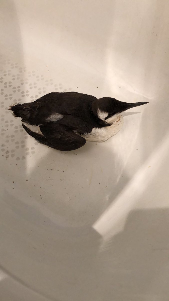 LooSancho's tweet photo. @AMBAR_Elkartea nos hemos encontrado este ave en la playa de la concha y parece herida, que podemos hacer? https://t.co/ql35Gn8zhx