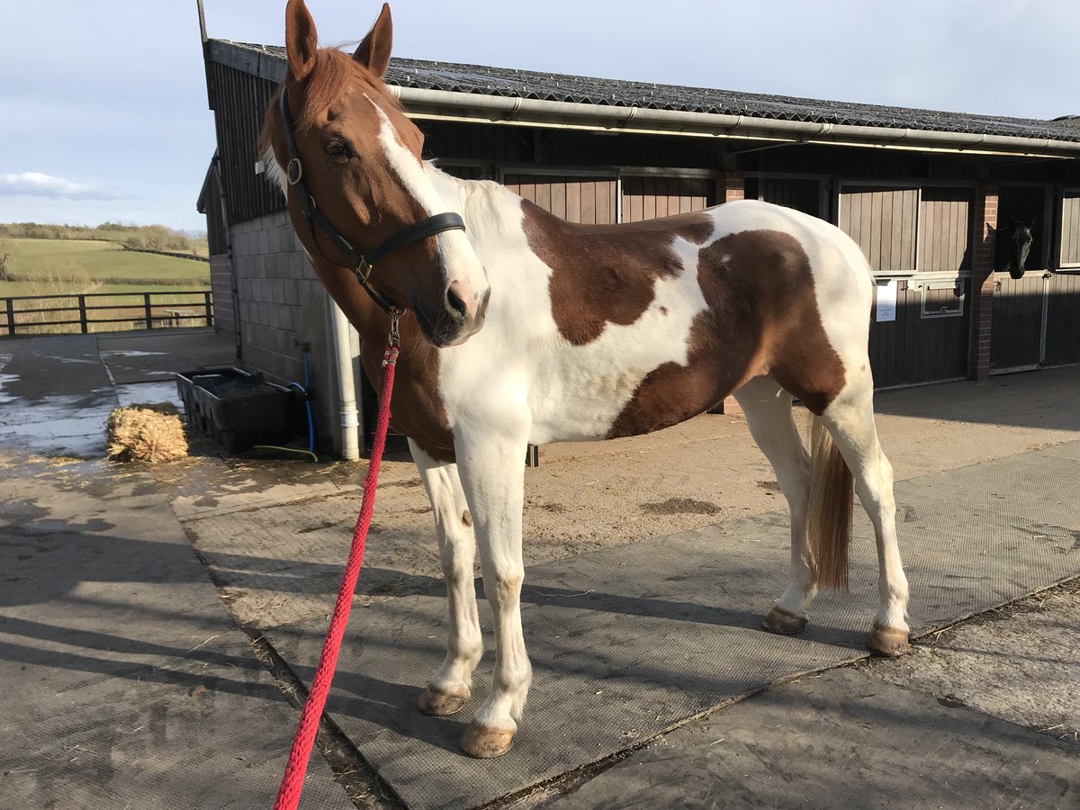 RJDressage's tweet photo. Oh William what am I going to do with you?? Fingers crossed ulcer treatment goes well and he’ll start to feel better and put on some more weight 🤞🏼 #247equestrian #dressagehour #equinehour https://t.co/DhVkRsZ69p