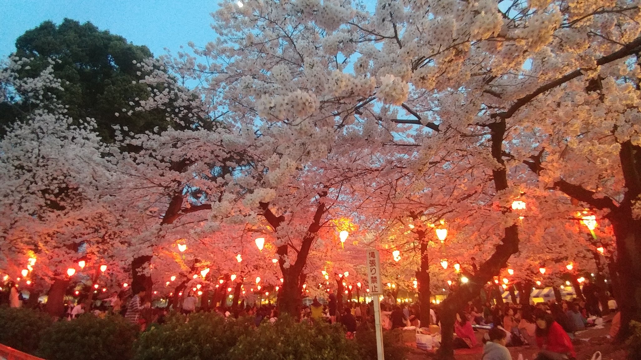 鶴舞公園花まつり Twitter Search Twitter