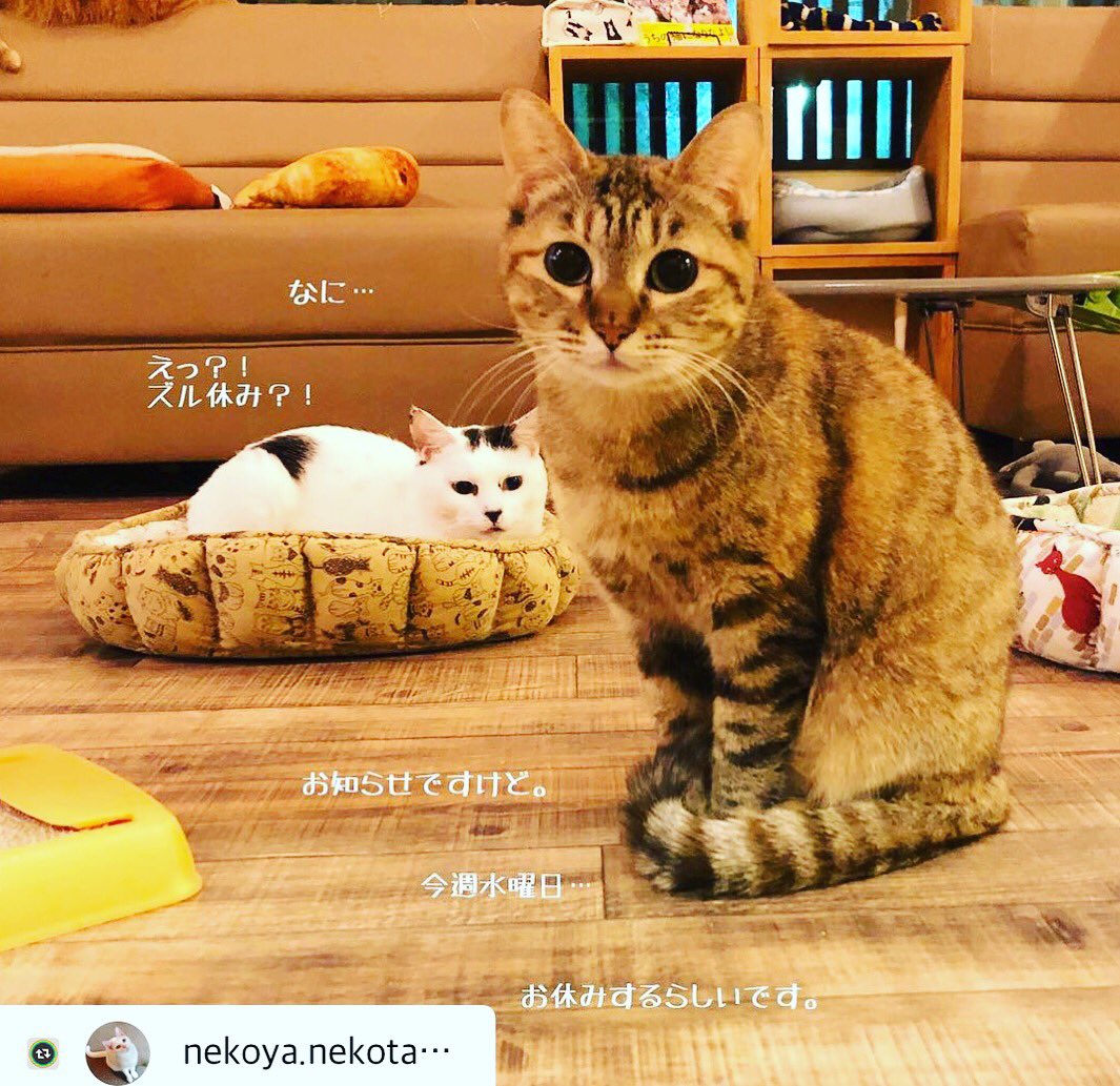 Npo法人えんねこ 豊田市 の 里親募集型保護猫カフェ Nekotama さんより 臨時休業のお知らせです よろしくお願いしますね T Co 84bvoxos2n 猫 保護猫 保護猫カフェ 里親募集型猫カフェ 猫家ねこ玉 Nekotama 猫カフェ Npo法人えんねこ 豊田市 の 里親募集型保護猫カフェ Nekotama さんより 臨時休業のお知らせです よろしくお願いしますね T Co 84bvoxos2n 猫 保護猫 保護猫カフェ 里親募集型猫カフェ 猫家ねこ玉 Nekotama 猫カフェ