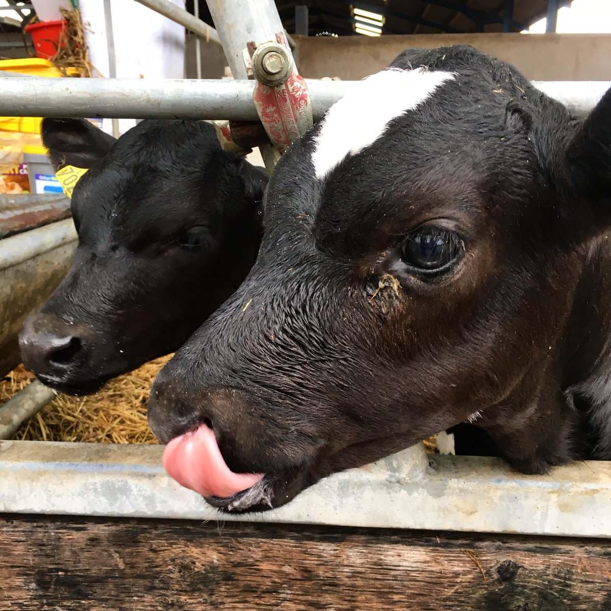 applebysfarm's tweet photo. What better day to try milk the natural way - fresh on the day and direct from our lovely Friesian herd #coosday #applebysfarm #rawmilk #HealthyLiving #Vitamins https://t.co/GdN8udIsW2
