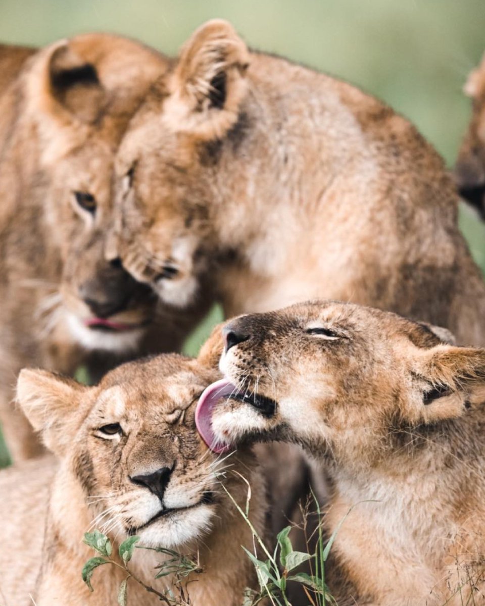 markedshot's tweet image. "Get Wild" winners have been announced and unfortunately we could only pick 5. There were so many outstanding photos from our community and we hope to host a similar campaign in the near future! Do let us know what you would like to see down below! 
Winning shot by Ritik Soni! ✨