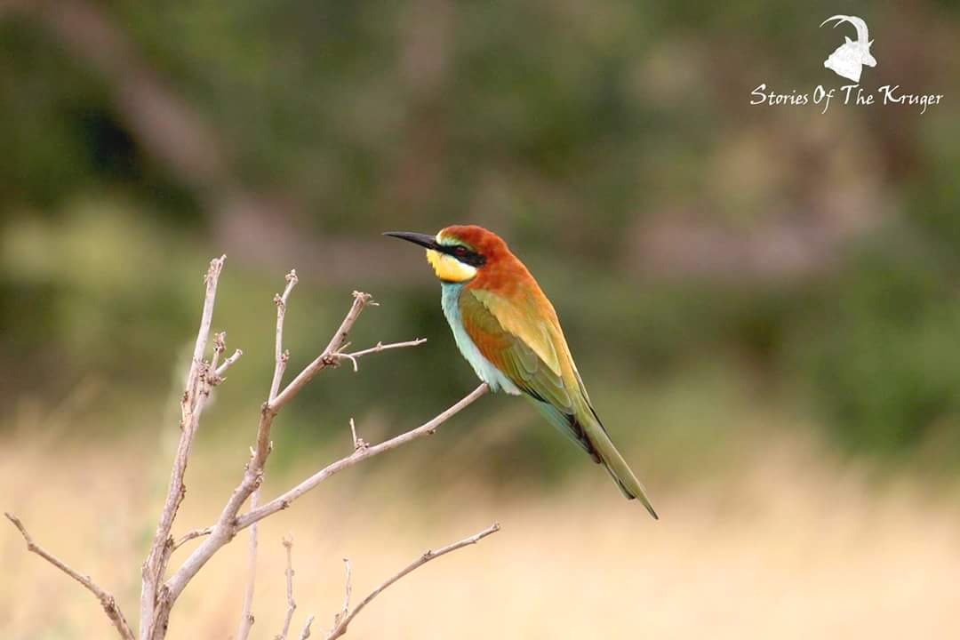 Our second bird species today is the #EuropeanBeeeater. They spend the  Summer in #SouthAfrica & can eat a remarkable 250 bees a day! They are very colorful & extremely beautiful.
#BirdWeek #Birding #BeeEater #SouthAfricanBirds #KrugerBirds #BirdWatching #BirdWatchers