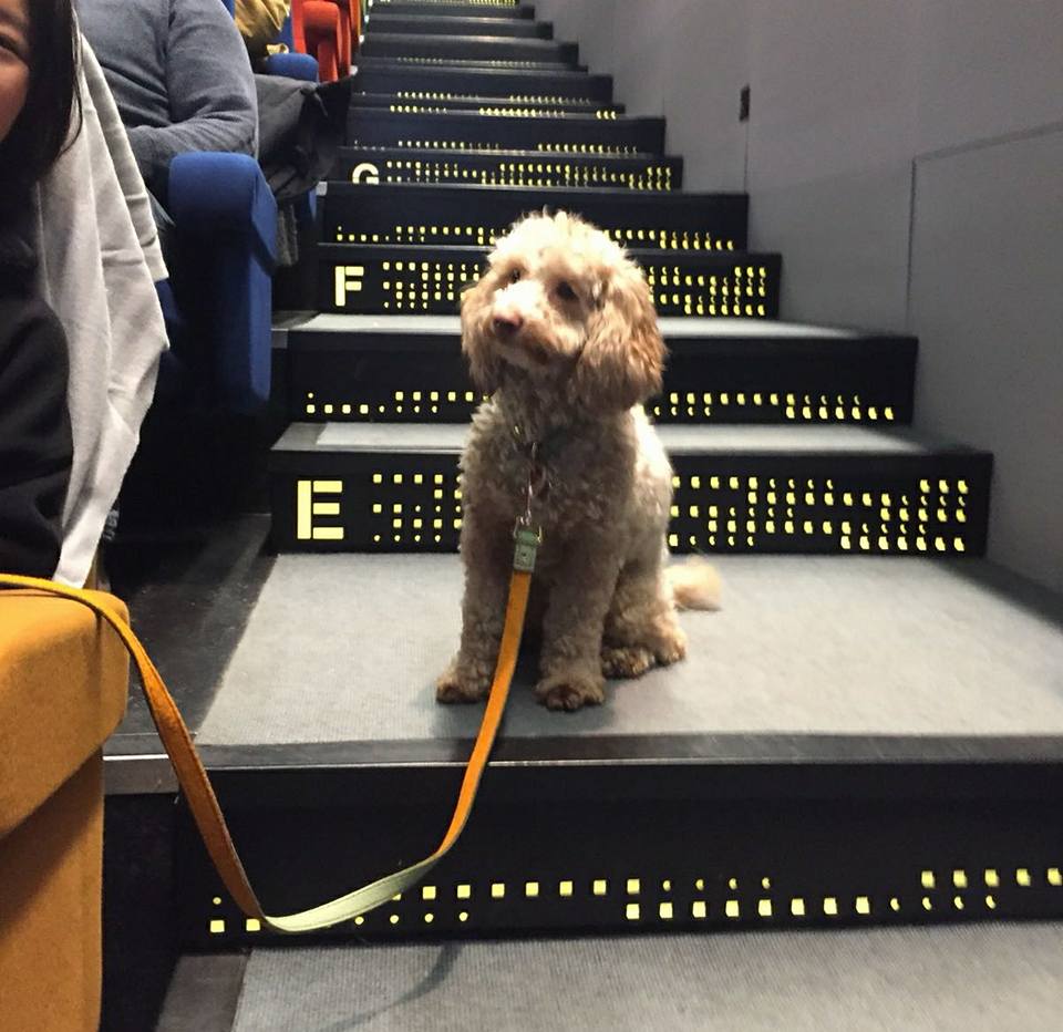 LightHouseD7's tweet photo. Due to huge demand we have added 3 more #dogfriendly screenings of #IsleofDogs across the #EasterWeekend!
10am Saturday, Sunday and Monday.
Tickets go live at 3pm so stay tuned! https://t.co/6hthkieMCA