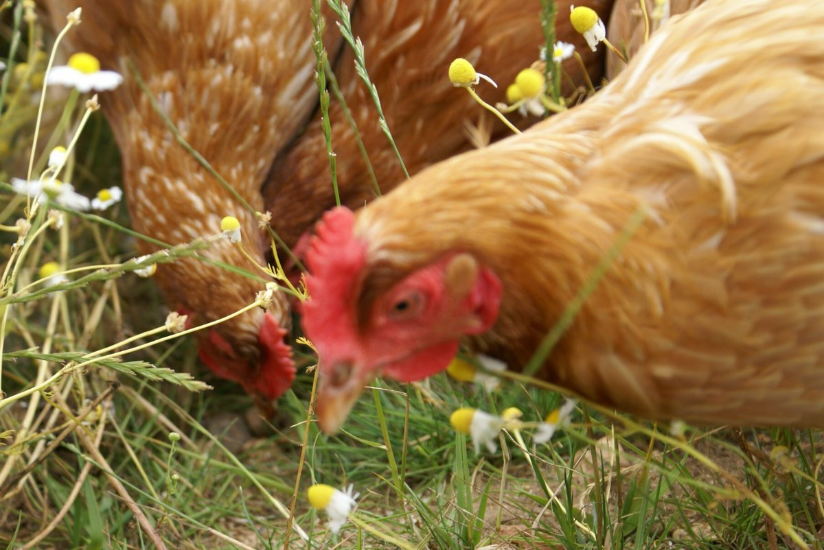 RiverReindeer's tweet photo. Due to popular demand as from Saturday we will be selling 20kg bags of Poultry Layers Pellets in "The Egg Box" for only £8 or 3 for £22. (cash only) https://t.co/CmuLkNf1M4
