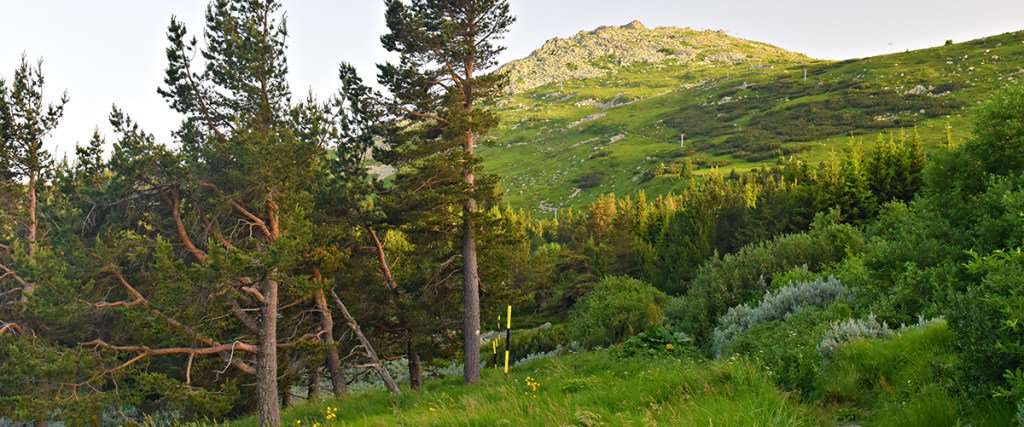 kashkavalt's tweet photo. Looking for a nature getaway? Here's 7 scenic hikes in Vitosha, Sofia’s own mountain! https://t.co/hv26DXtWv0 https://t.co/RlHqZUdXv1