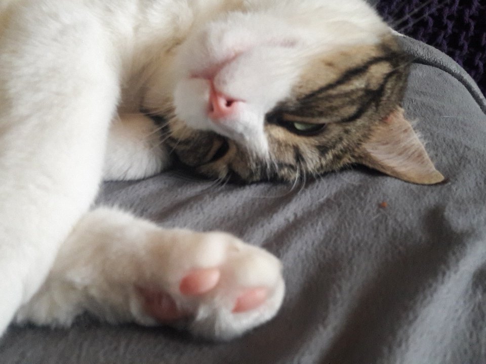 MrThomasCat's tweet photo. Dad is home today so decided to chill on the sofa with him #BeMoreThomas #CatsOfTwitter https://t.co/2UUR8Tv7cw