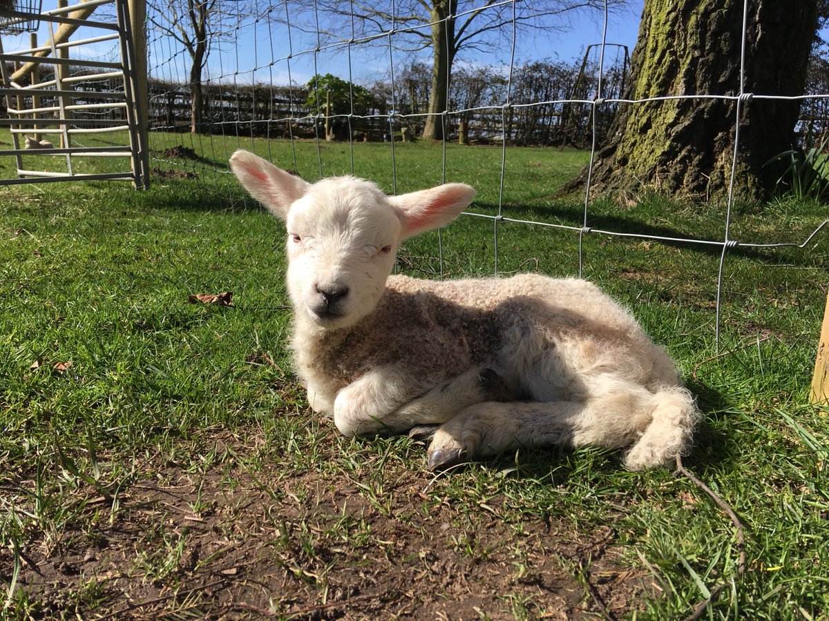 tis the season for cuteness, Lleyni Mini Wool 
Pots popping out all over the place...