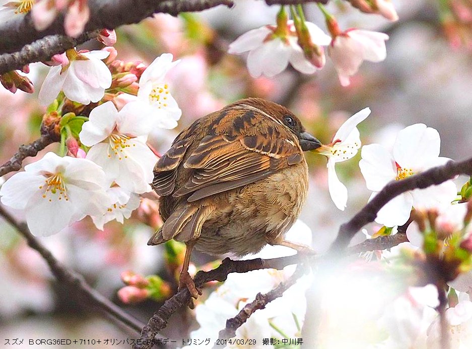tomytec_borg's tweet photo. #BORG 36ED による、 桜の蜜を吸うスズメ。 スズメはくちばしが短い為、表面から蜜をとれず花ごと食いちぎってしまいます。桜がまるごと落ちていたら上にスズメを見つけられるかも?#トミーテック #さくらの日
今なら #36ED がお買い得。~3/29、8時までセール開催中!
https://t.co/6SkCWHwZ4G https://t.co/jcHhKU5VzY