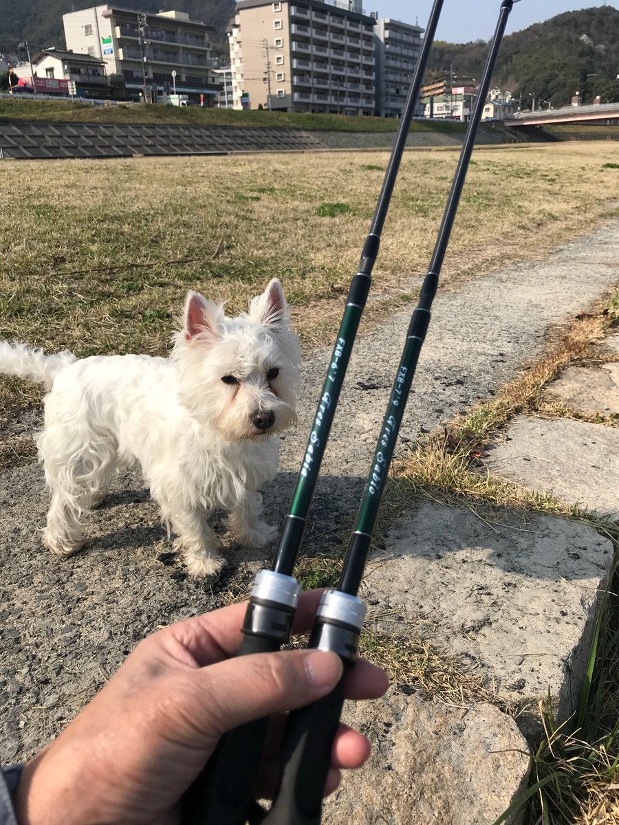 加来 匠 Auf Twitter マイロを連れ 河原 太田川放水路 へサビア サビオのルアーウエイト確認に行く で ゴッツンバイブ14g アカグリキン をキャストして早巻き回収していたら事件勃発 残り4mの位置でどう見ても90超えの シーバスがいきなりドッカンと ドラグ